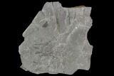 Fossil Fern (Lygenopteris) - Carboniferous #111663-1